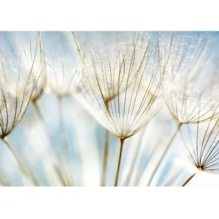 Runa Art Fototapeten 396 x 280 cm Pusteblumen - Vlies Wanddekoration Wohnzimmer Schlafzimmer - Deutsche Manufaktur - Blau 9002012b