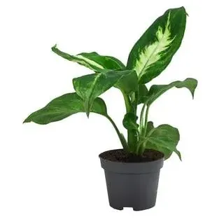 Dieffenbachie - Dieffenbachia