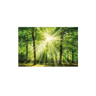 Bönninghoff Keilrahmenbild Wald B/L: ca. 78x118 cm