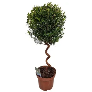 meinvipshop Echte Myrte Myrtus 45cm