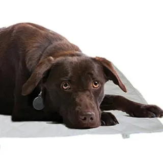 Kerdynelle Magnetmatte zum Wohlbefinden des Hundes