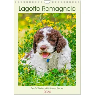 Calvendo, Kalender, Lagotto Romagnolo - Der Trüffelhund Italiens - Planer (Wandkalender 2024 DIN A4 hoch), CALVENDO Mona (Deutsch)