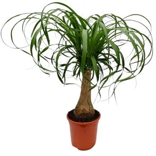 MeinVIPShop Exotischer Elefantenfuß 50cm Zimmerpflanze | Gr.: onesize