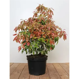 Lavendelheide 'Forest Flame' 40-50 cm Topf Pieris japonica immergrün | Pieris japonica, rote Neutriebe, weiße Blüte April-Mai, halbschattig bis schattig, Moorbeet, winterhart bis -15 °C