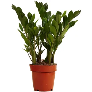 Bloomique - Zamioculcas Zamiifolia - Glücksfeder - Zimmerpflanzen - Sehr Pflegeleicht - Luftreinigend - Höhe 30-40 cm - Topf 12 cm