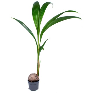 Cocos 'Nucifera' - Kokospalme - Zimmerpflanze - Tropisch - ⌀19 cm - 110-120 cm