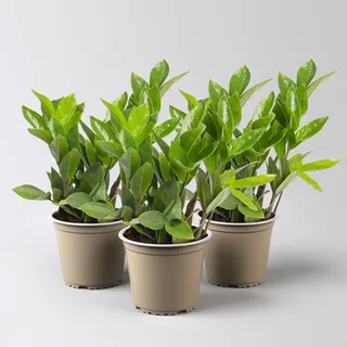 Glücksfeder, Topf-Ø 12 cm, 3 Pflanzen