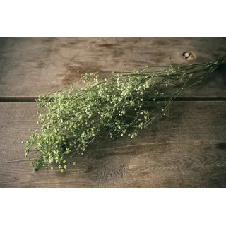 Trockenblume Schleierkraut Apfelgrün getrocknet im Bund ca. 50-60cm Gypsophila paniculata, NaDeco grün