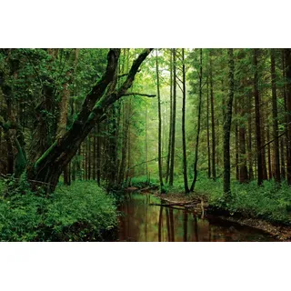 1art1 Wälder XXL Poster EIN Ruhiger Fluss Fließt Durch Den Wald Plakat | Bild 120x80 cm