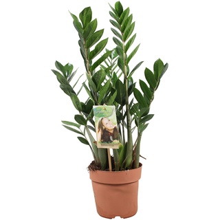 Plant in a Box Glücksfeder - Zamioculcas Zamiifolia Höhe 55-65cm