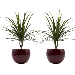 Drachenbaum marginata-Duo mit handgefertigtem Keramik-Blumentopf "Cresto Rot", 2 Pflanzen und Deko-Töpfe