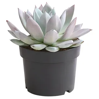 Dehner Sukkulente Echeverie Mexican Giant, 15-25 cm inkl. Pflanztopf, Ø Topf 17 cm, zartrosa-blaue Sukkulente mit rosettenförmigem Wuchs grau