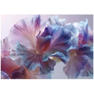 WallArena Fototapete Blumen Abstrakt Lila 400x280 cm