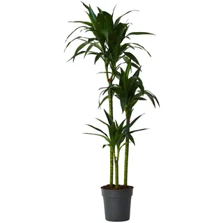 Plant in a Box - Dracaena fragrans 'Janet Craig' - Große zimmerpflanze - Pflegeleicht - Drachenbaum - Topf 24cm - Höhe 140-150cm