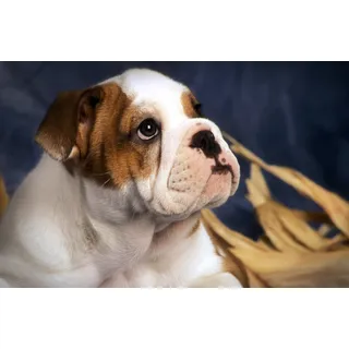 Papermoon Bulldog Tiere Wanddeko Papier 400x260 cm