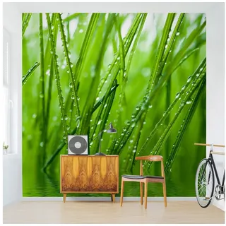 Bilderdepot24 Fototapete Landschaften Morgentau Gräser Tropffen Grün Natur Wanddeko, Glatt, Matt, (Vliestapete inkl. Kleister oder selbstklebend), Wohnzimmer Schlafzimmer Küche Flur Motivtapete Vliestapete Wandtapete grün 0.96 m x 0.96 m