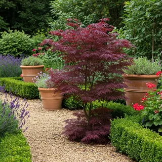 Japanischer Ahorn Acer palmatum Bloodgood Balkonpflanze Pflanze ca. 70 cm