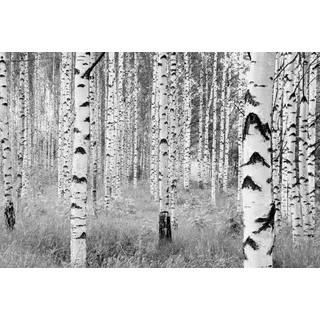 KOMAR Vliesfototapete Woods 368 cm x 248 cm