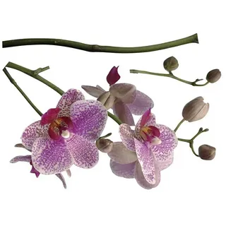 Komar Dekosticker Orchidee  (3 -tlg., 70 x 100 cm)