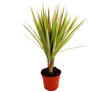 Exotenherz - Drachenbaum - Dracaena marginata "Bicolor" zweifarbig - 1 Pflanze - pflegeleichte Zimmerpflanze - luftreinigend- 12cm Topf