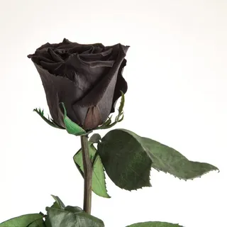 Kunstblume Ewige Rose konserviert mit Stiel echte haltbare Blume Rose, ROSEMARIE SCHULZ Heidelberg, Höhe 50 cm, Infinity Rose, Geschenk für Frauen, Valentinstag, Made in Germany schwarz Ø 5 cm x 50 cm x 50 cm