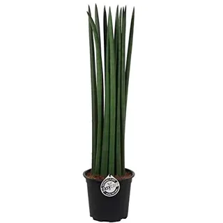 Sansevieria Cylindrica Straight ca. 50 cm – Bogenhanf/Schwiegermutterzunge für bessere Raumluft – Luftreinigende Pflanze, pflegeleicht & dekorativ – Ideal für Wohnzimmer, Büro & Schlafzimmer