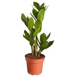 Glücksfeder - Zamioculcas zamiifolia, Grün