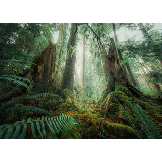 Ravensburger Puzzle Faszinierender Wald 17494