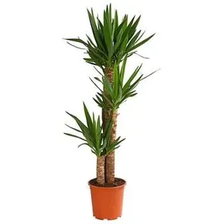 Yucca-Palme - Yucca elephantipes, Grün