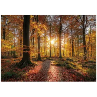 WallArena Fototapete Wald Natur Bäume – Moderne Großformat Wandtapete 300x210 Cm – Für Wohnzimmer & Schlafzimmer