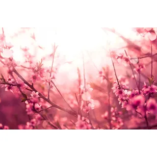 queence Herd-Abdeckplatte Kirschblüte, Sommer, Herdabdeckung rutschfest - Lokal produziert, Acrylglas, (1 tlg) rosa|weiß 80 cm x 52 cm x 0.4 cm
