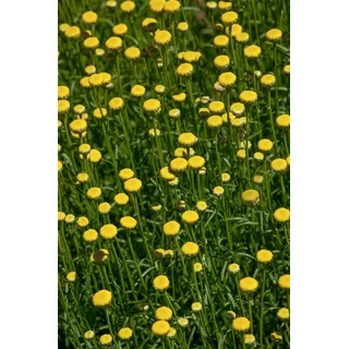 PlantaPro Heiligenkraut im Topf Santolina rosmarinifolia immergrün duftend mehrjährig | kugelig, kompakt, 30-60 cm hoch, gelbe Knopfblüten Juni bis August, sonniger Standort, Kübel und Steingarten