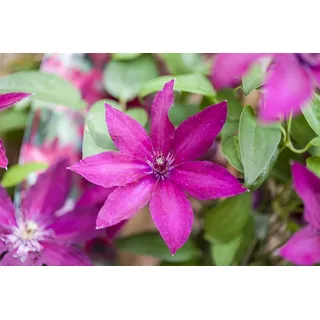 PlantaPro Clematis Hybride 'Ernest Markham' 40–60 cm – Winterhart, Mehrjährig, Pflegeleicht – Waldrebe – Kletterpflanze für Pergola & Rankhilfe