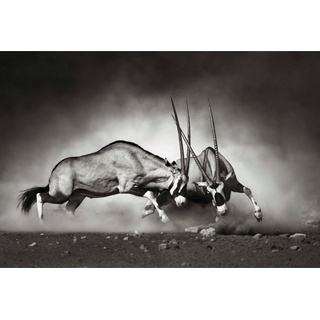 Wall-Art Vliestapete Tiere Afrika Antilopen Duell, made in Berlin schwarz