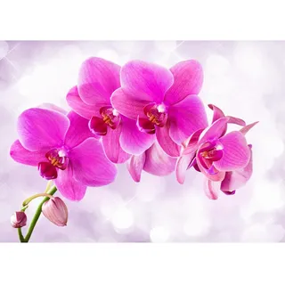 Runa Art Fototapeten 396 x 280 cm Orchidee Blumen - Vlies Wanddekoration Wohnzimmer Schlafzimmer - Deutsche Manufaktur - Pink 9012012a