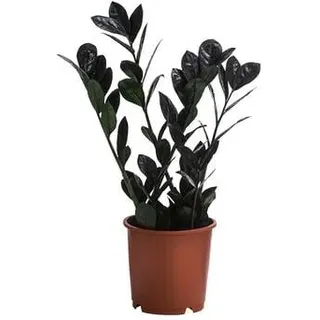 Glücksfeder - Zamioculcas zamiifolia 'Raven', Dunkelgrün, Schwarz