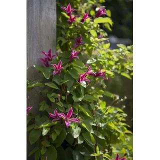 Pflanzen Für Dich Clematis texensis 'Princess Diana' - Blühende Kletterpflanze von Native Plants
