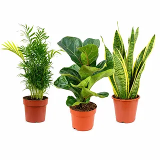 3er-Set pflegeleichte Zimmerpflanzen Premium - pflegeleichte Zimmerpflanze, Bergpalme, Geigenfeige, Bogenhanf - Höhe ca. 40 cm, Topf-Ø 12 cm