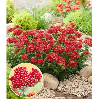 BALDUR Garten Staude Achillea 'Short Red®', 2 St., winterhart, mehrjährig,duftend rot