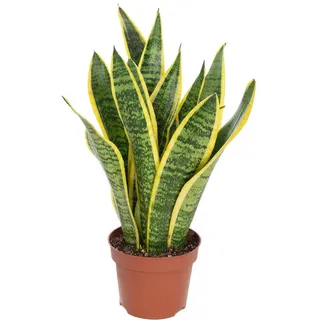 Flowerbox Bogenhanf - pflegeleichte Zimmerpflanze, Sansevieria trifasciata Laurentii - Höhe ca. 35 cm, Topf-Ø 12 cm