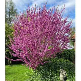 BALDUR Garten 1x Cercis 'Avondale', Judasbaum, Pflanze im 9x9 cm-Topf | Ziergehölz, Wuchshöhe ca. 200-400 cm, rosa Blütenmeer im Frühling, pflegeleicht, winterhart