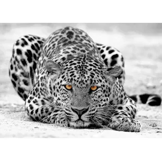 Runa Art Fototapete Leopard Afrika Modern Vlies Wohnzimmer Schlafzimmer - Made in Germany - 308 x 220 cm Schwarz Weiss 9034010b