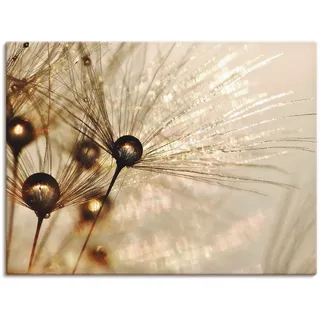 Wandbild ARTLAND "Pusteblume Goldener Tropfen", gold (farbe bild(er): goldfarben), B:80cm H:60cm, Bilder, als Alubild, Leinwandbild, Poster in verschied. Größen