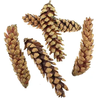 Floral-Direkt 5 Strobus Zapfen ca.16-25cm Natur Tannenzapfen Weymouth Kiefer Baumzapfen Cone