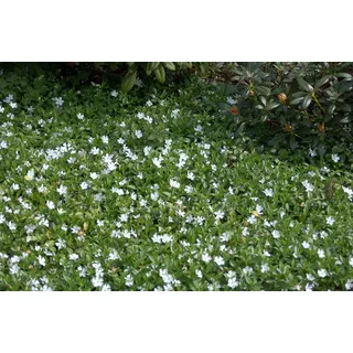 Kleines Immergrün Vinca minor Alba 10 Stück Bodendecker winterhart