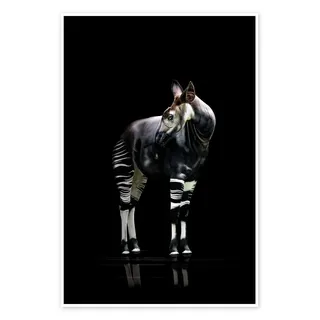 Posterlounge Okapi Poster | 60 x 90 cm von Werner Dreblow Schwarz Wandbilder Wanddeko