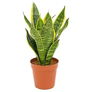 Sansevieria trifasciata Futura Superba ca 30 cm – bunter Bogenhanf Zimmerpflanze | pflegeleicht, luftreinigend, modern | ideal für Wohnung & Büro