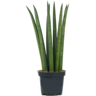 Sansevieria Cylindrica Premium afrikanische Spear für Zuhause oder das Büro, getopfte Pflanze