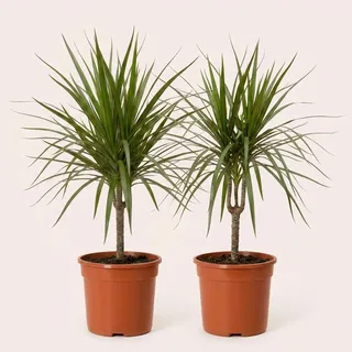 Drachenbaum | 2er-Set | Dracaena | ca. 40-50 cm | ø 12-15cm Topf | Pflegeleichte Zimmerpflanzen für Wohnung und Büro | Qualität vom Pflanzen Profi | Ideale Raumbegrünung