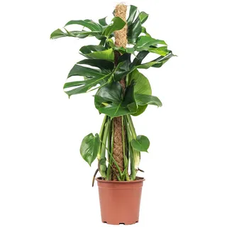 Flowerbox Zimmerpflanze Fensterblatt am Moosstab - Monstera deliciosa, pflegeleicht - Höhe ca. 80 cm, Topf-Ø 19 cm